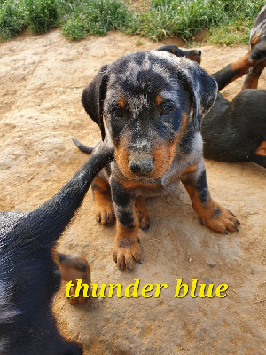 Thunder Blue
