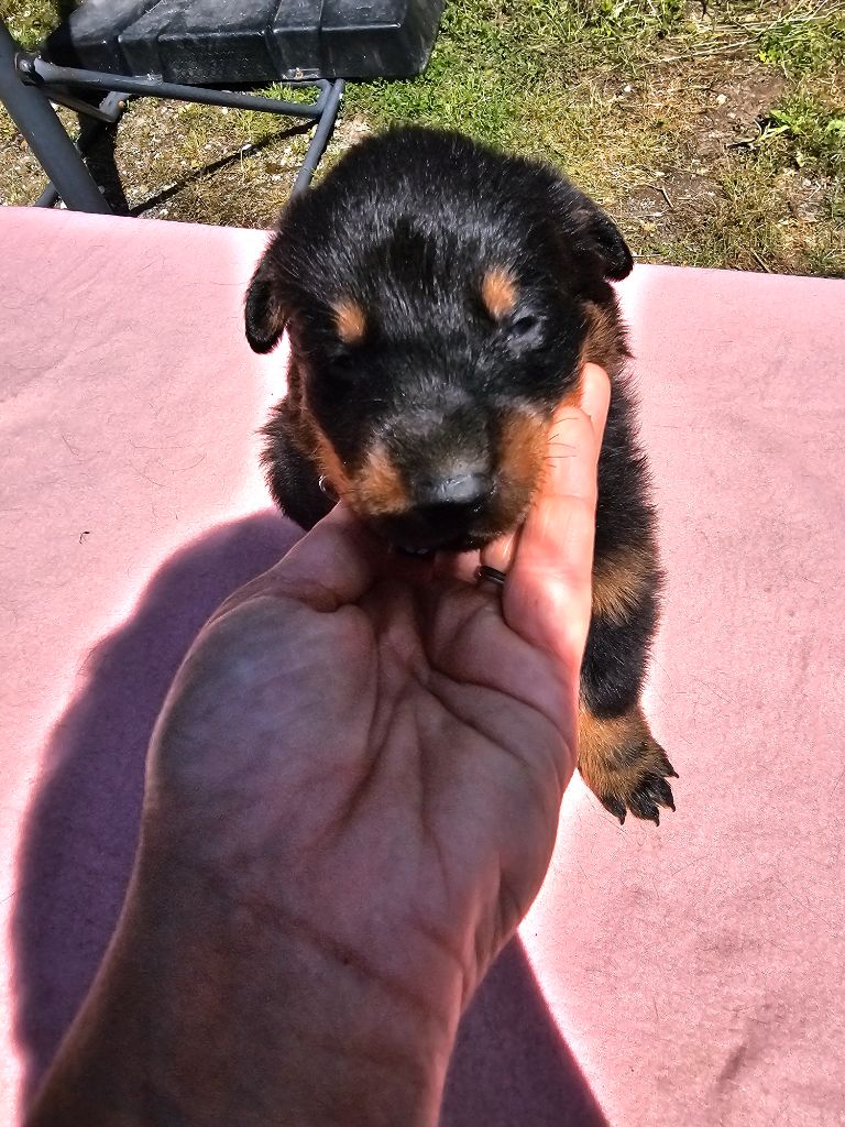 De La Vallée Des Feux Argentés - Chiots disponibles - Berger de Beauce