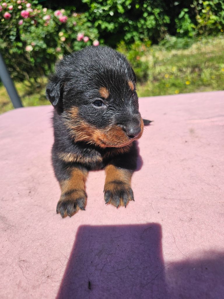 De La Vallée Des Feux Argentés - Chiots disponibles - Berger de Beauce