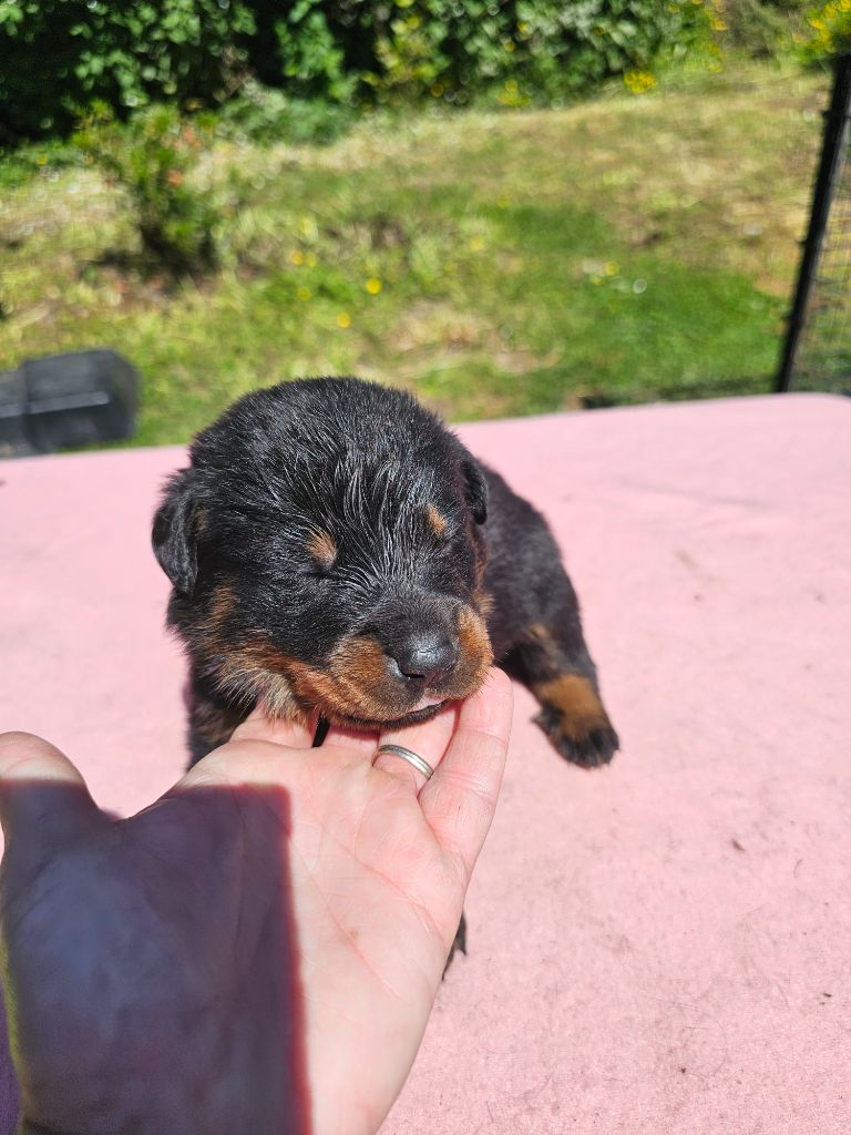 De La Vallée Des Feux Argentés - Chiots disponibles - Berger de Beauce