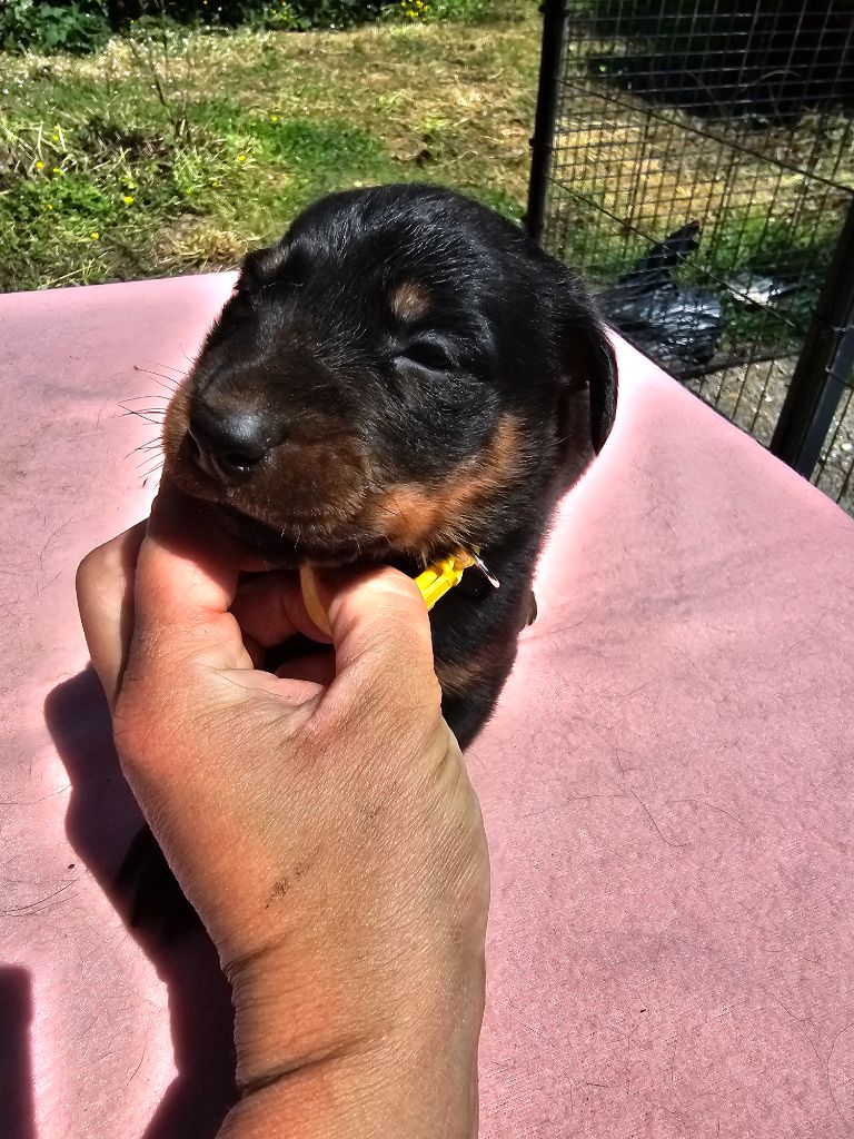 De La Vallée Des Feux Argentés - Chiots disponibles - Berger de Beauce