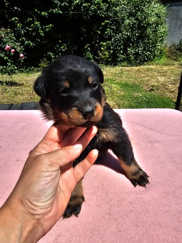 De La Vallée Des Feux Argentés - Chiots disponibles - Berger de Beauce