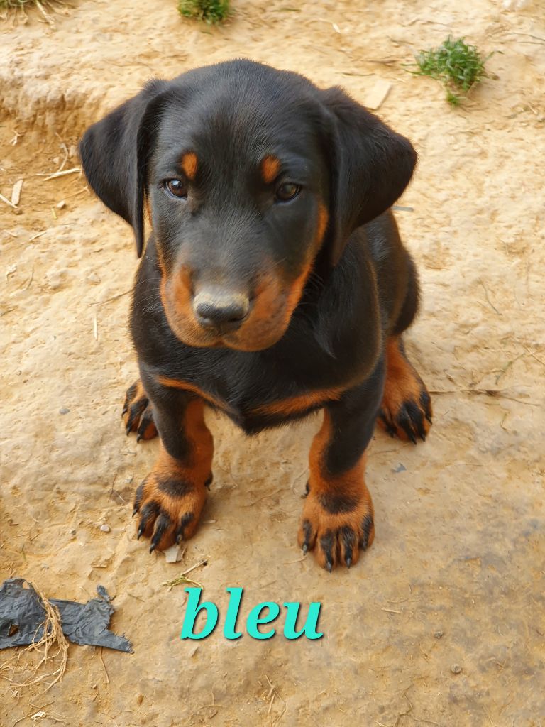 De La Vallée Des Feux Argentés - Chiots disponibles - Berger de Beauce