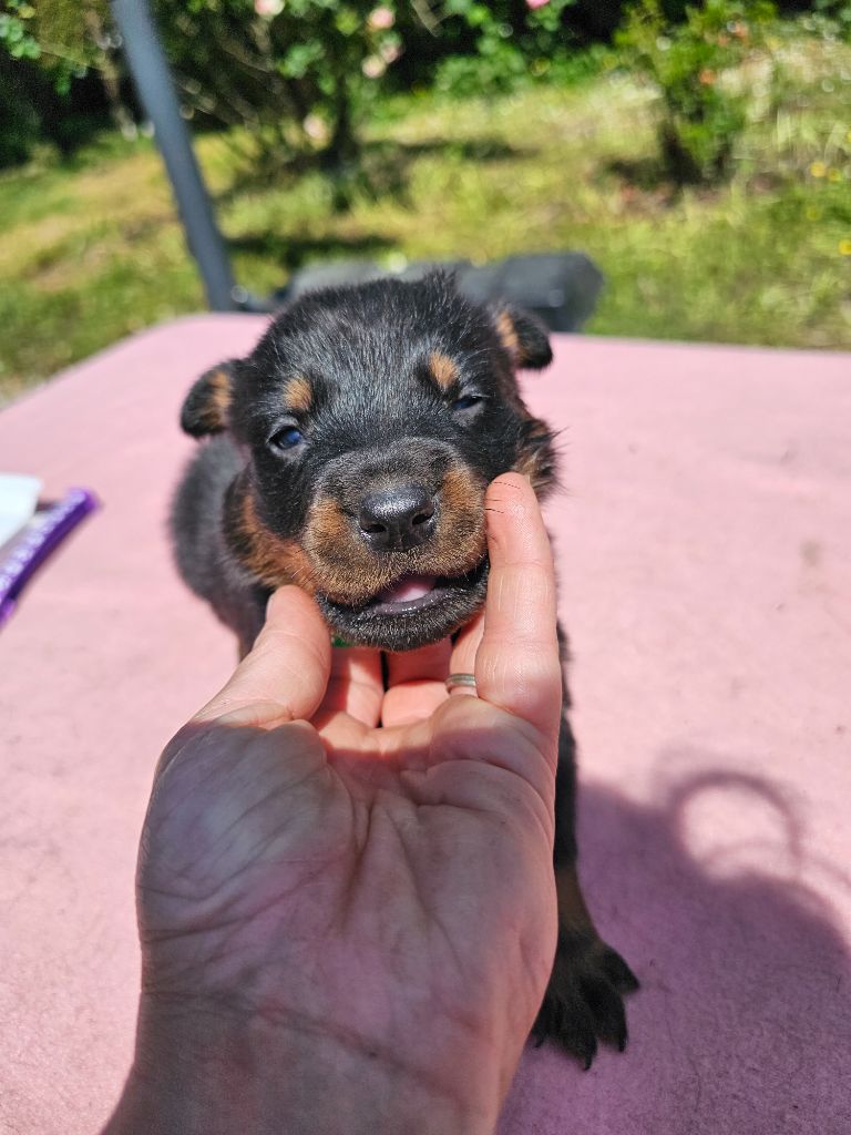 De La Vallée Des Feux Argentés - Chiots disponibles - Berger de Beauce
