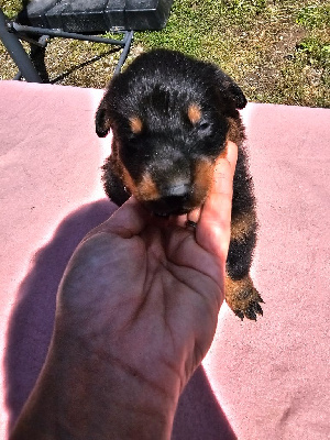 CHIOT 3