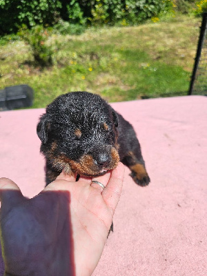 CHIOT 7