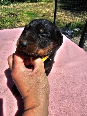 CHIOT 9