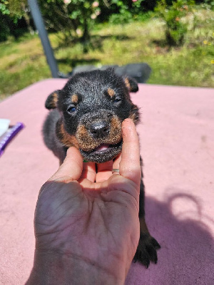 CHIOT 5