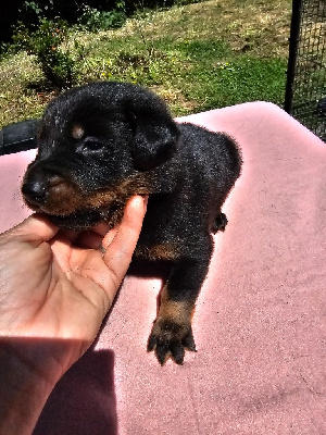 CHIOT 4