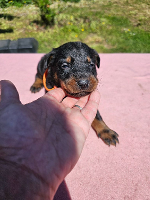 CHIOT 6