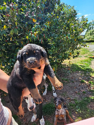 CHIOT 1