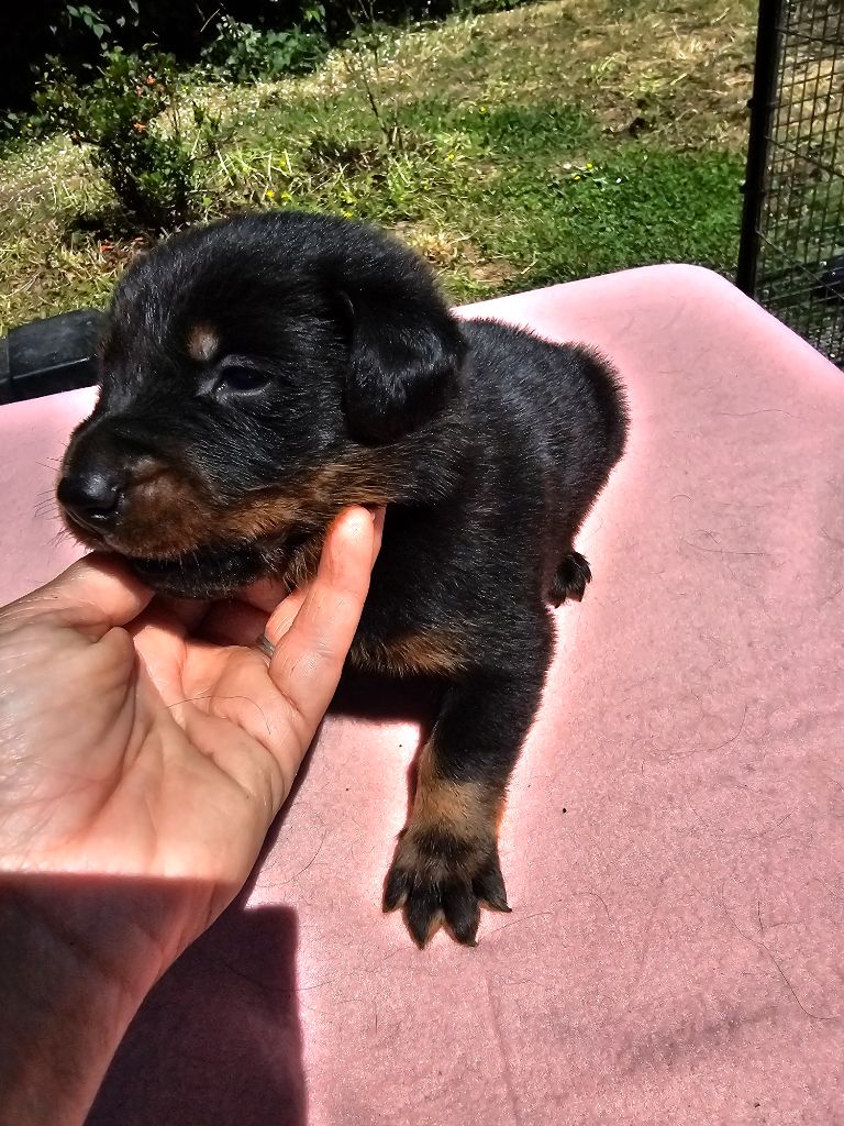 De La Vallée Des Feux Argentés - Chiots disponibles - Berger de Beauce
