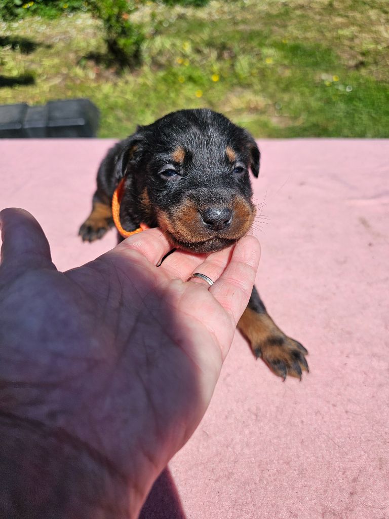 De La Vallée Des Feux Argentés - Chiots disponibles - Berger de Beauce