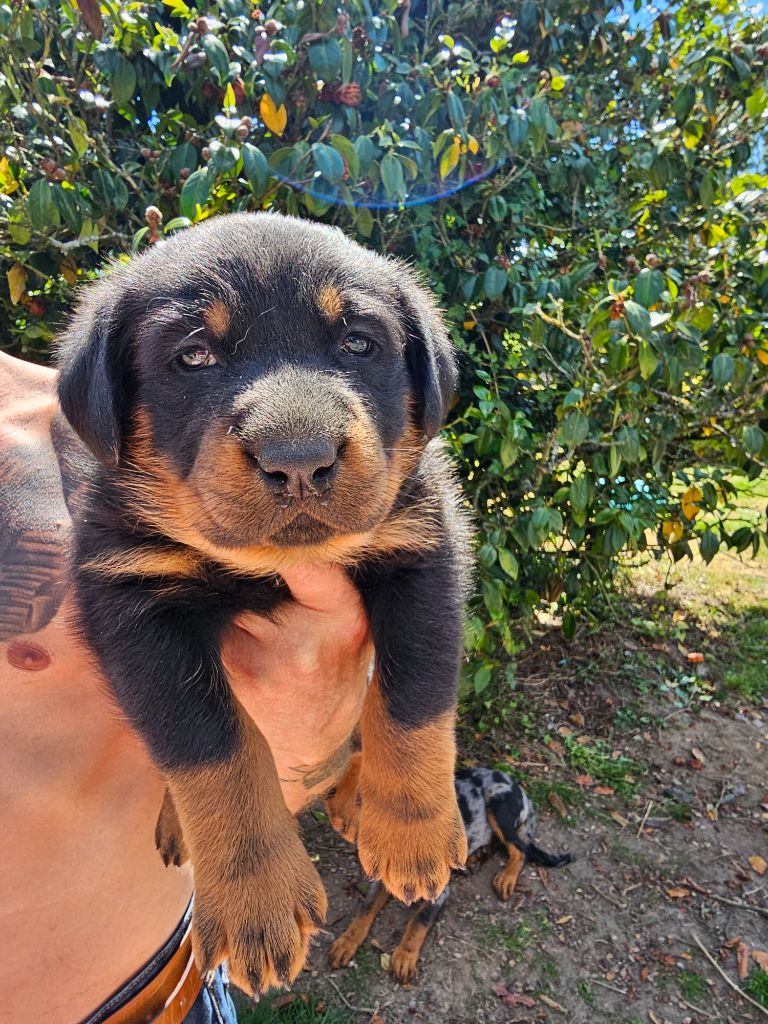 De La Vallée Des Feux Argentés - Chiots disponibles - Berger de Beauce