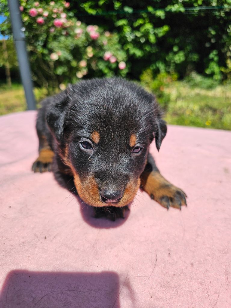 De La Vallée Des Feux Argentés - Chiots disponibles - Berger de Beauce