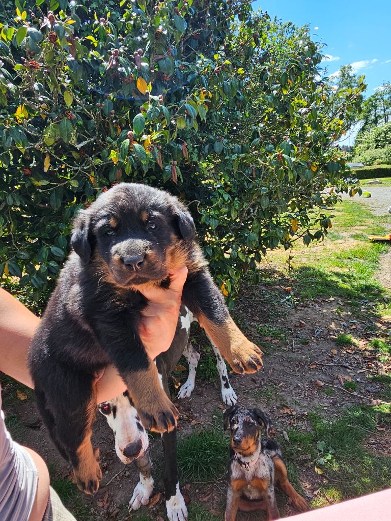 De La Vallée Des Feux Argentés - Chiots disponibles - Berger de Beauce